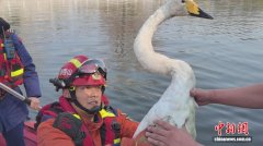 山西寿阳：白天鹅受伤被困湖心4天 消防员划艇营救